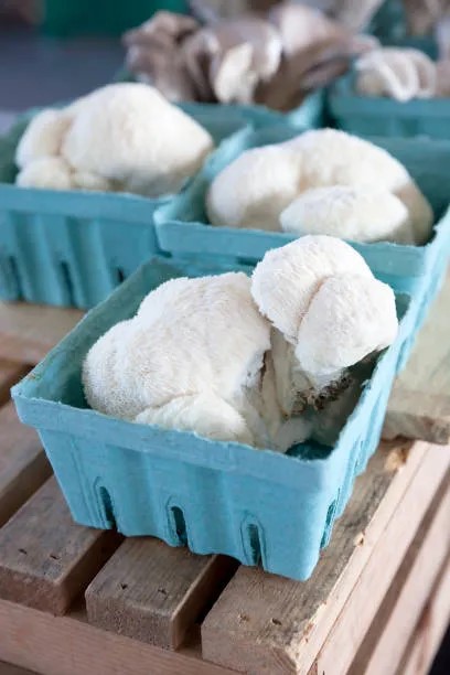 Lions-Mane Lions-Mane