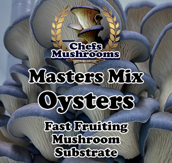 Masters-Mix-Oyster-Mushrooms