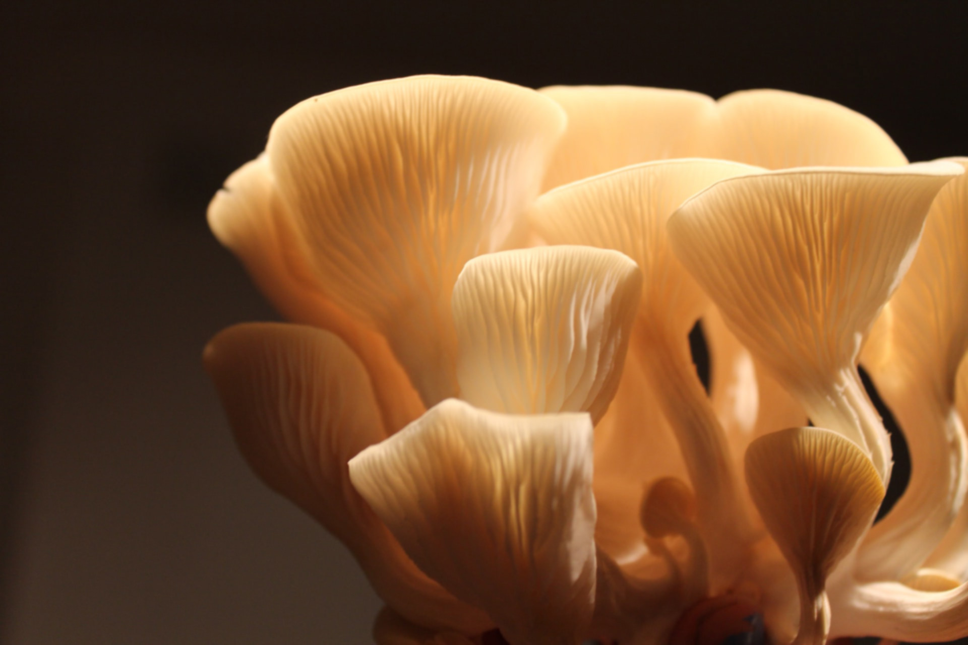 Oyster-Mushrooms Oyster-Mushrooms