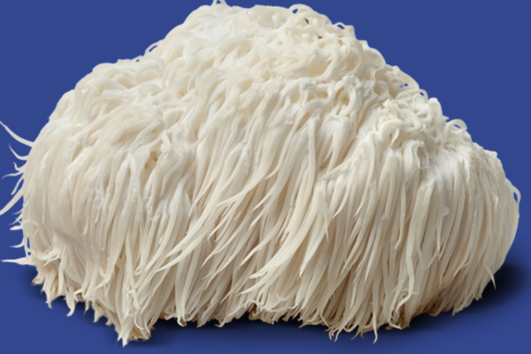 Lions-Mane-Mushrooms Lions-Mane-Mushrooms