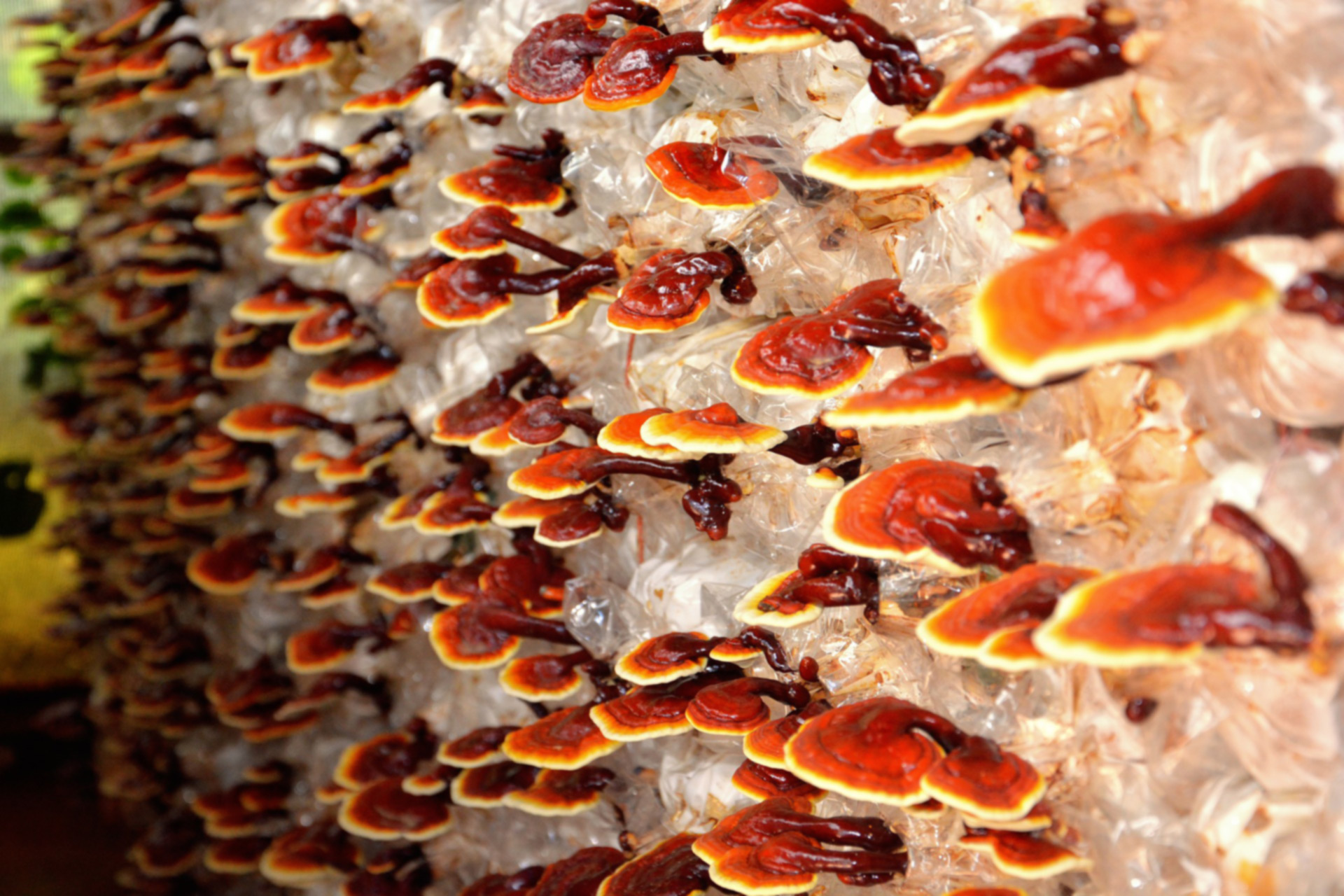 Masters-Mix-Reishi-Substrate