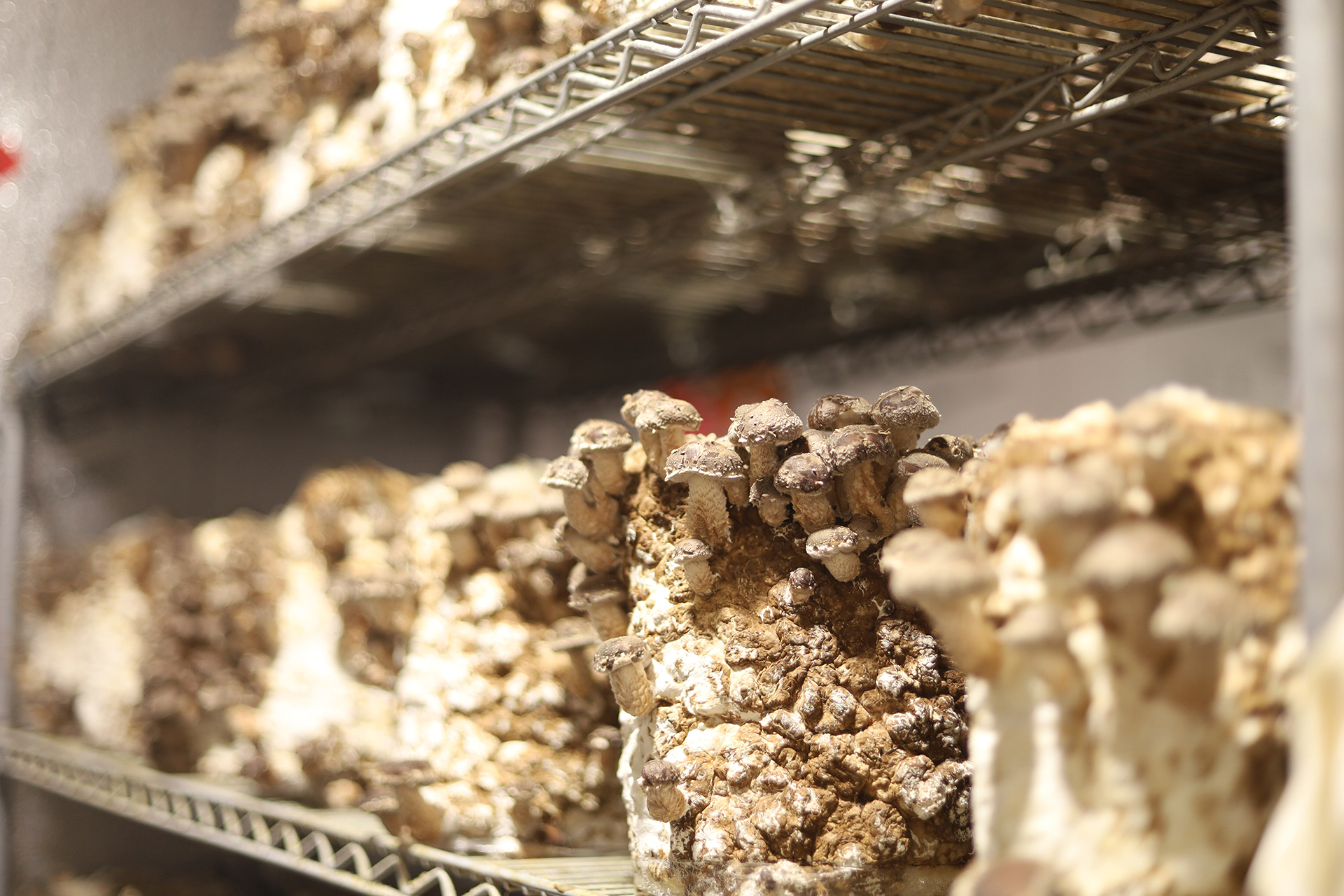 Masters-Mix-Shiitake-Mushroom