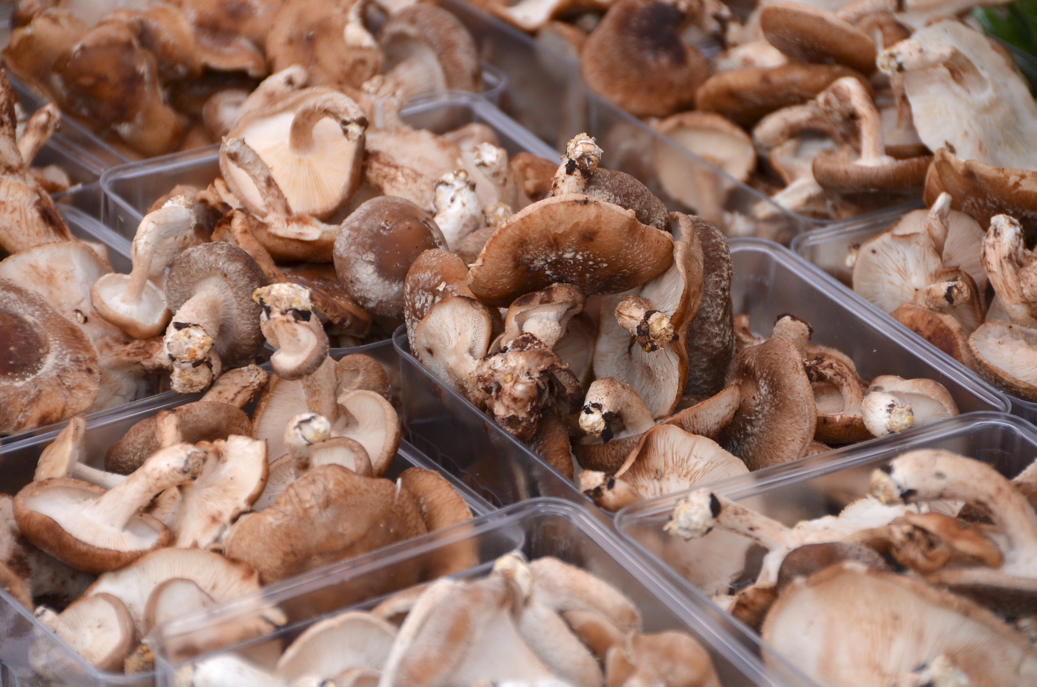 Masters-Mix-Shiitake-Mushrooms