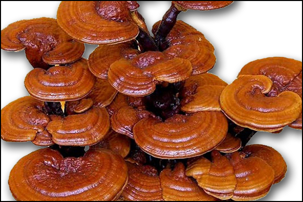 Red-Reishi-Mushroom Red-Reishi-Mushroom