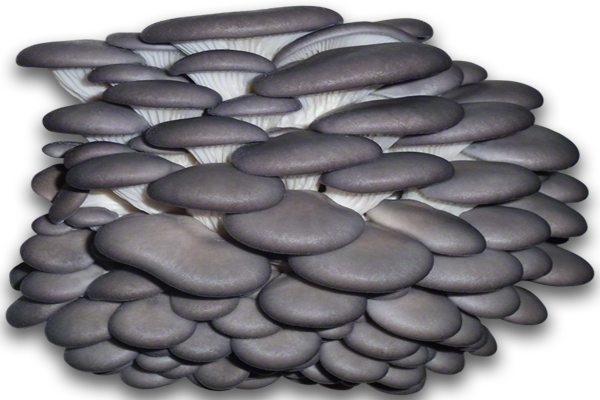 Blue-Oyster-Mushrooms