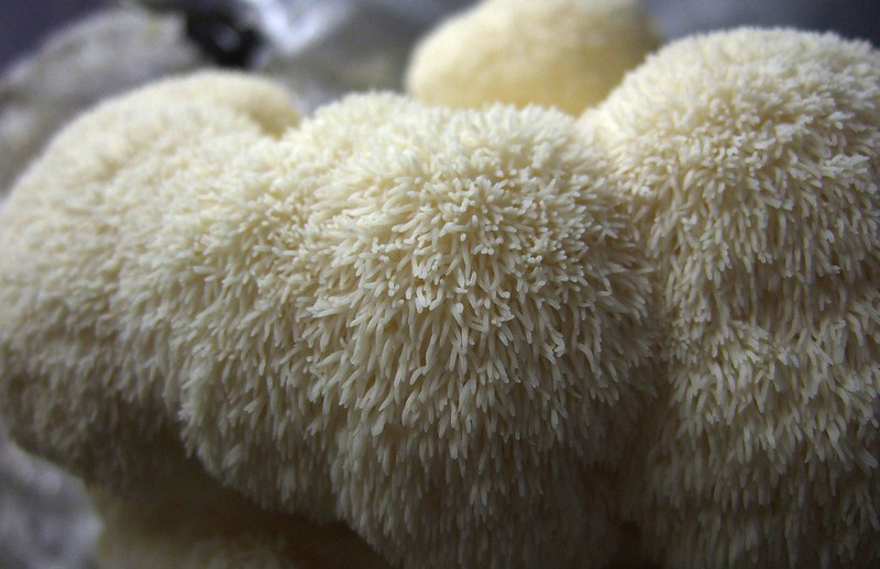 Chefs-Mushroom-Lions-Mane