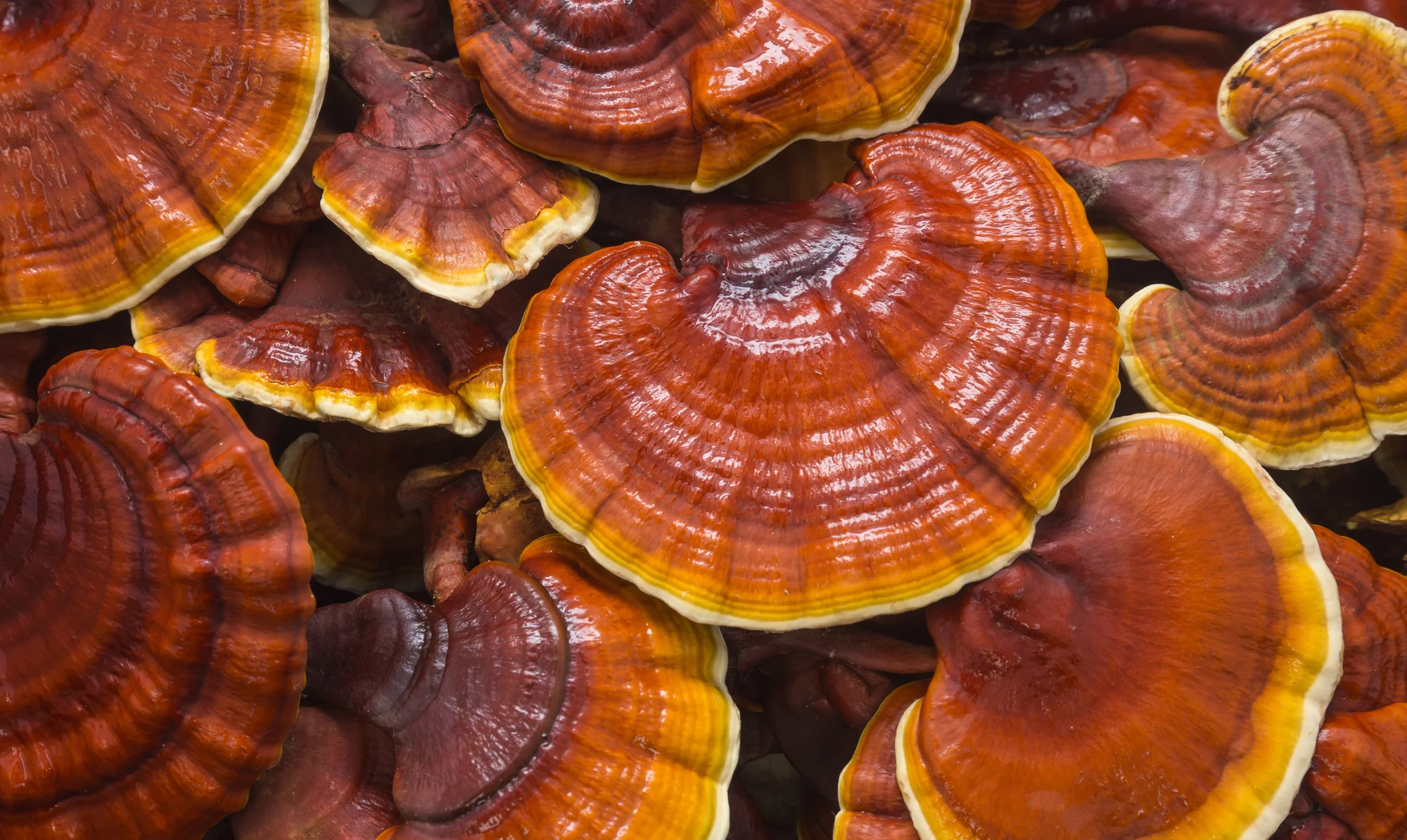 Chefs-Mushroom-Reishi