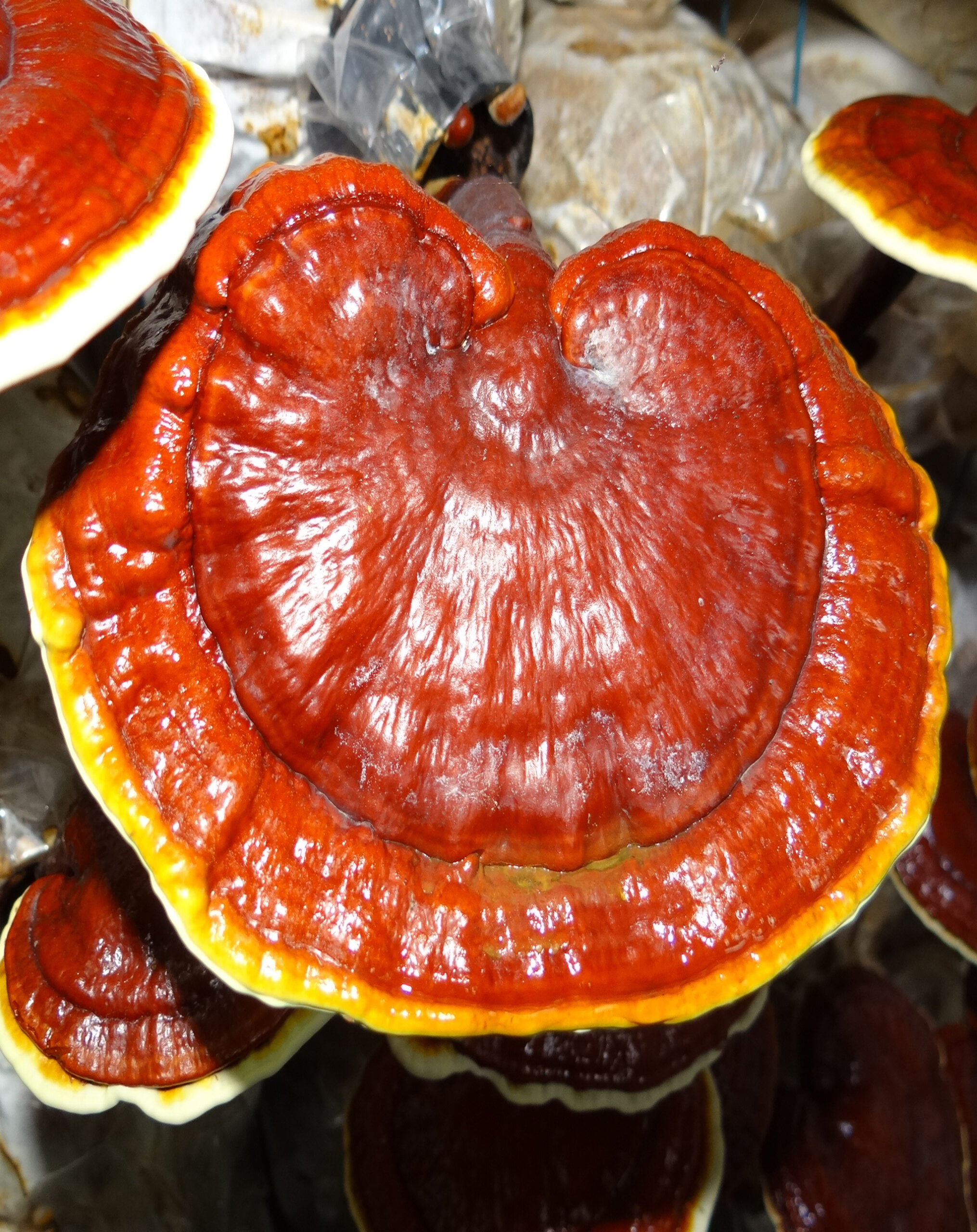 Chefs-Mushroom-Reishi
