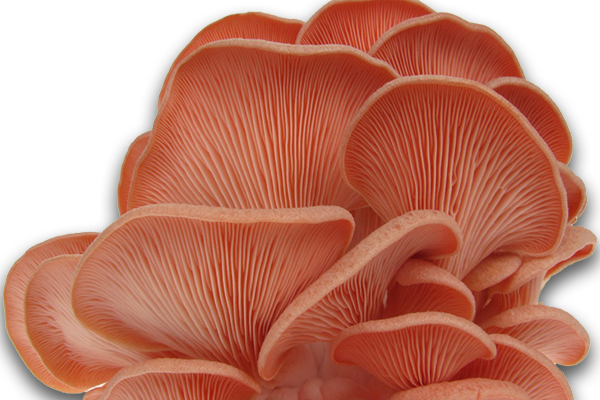Pink-Oyster-Mushrooms