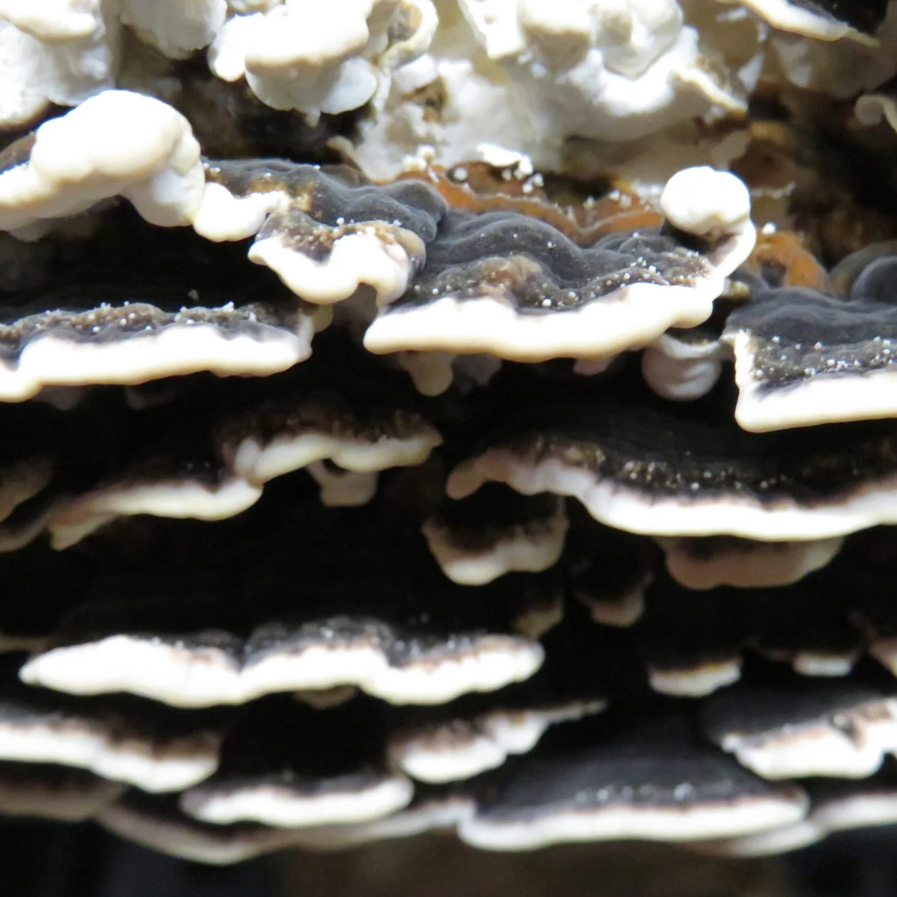 Turkey-Tail-Mushrooms