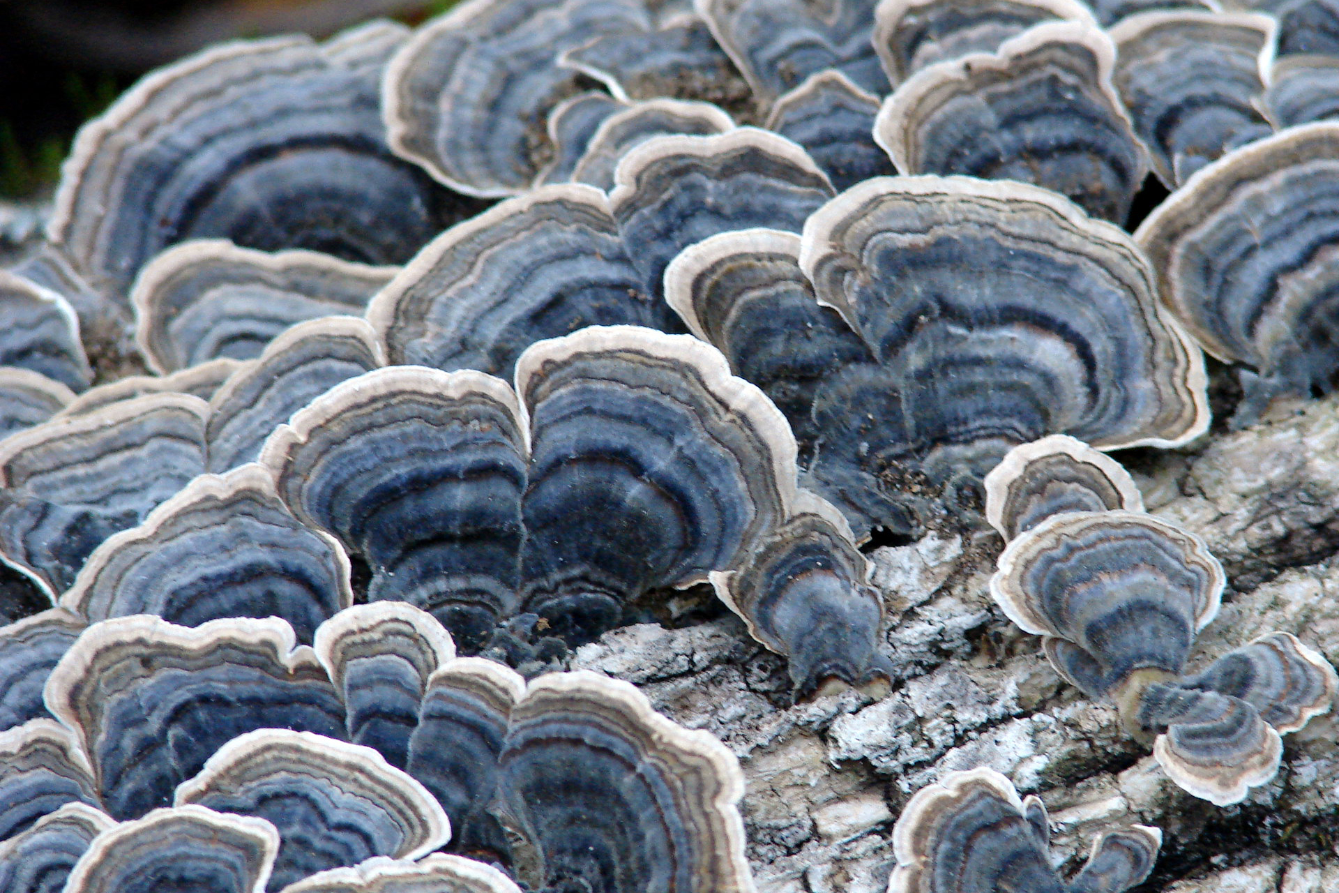 Turkey-Tail-Mushrooms