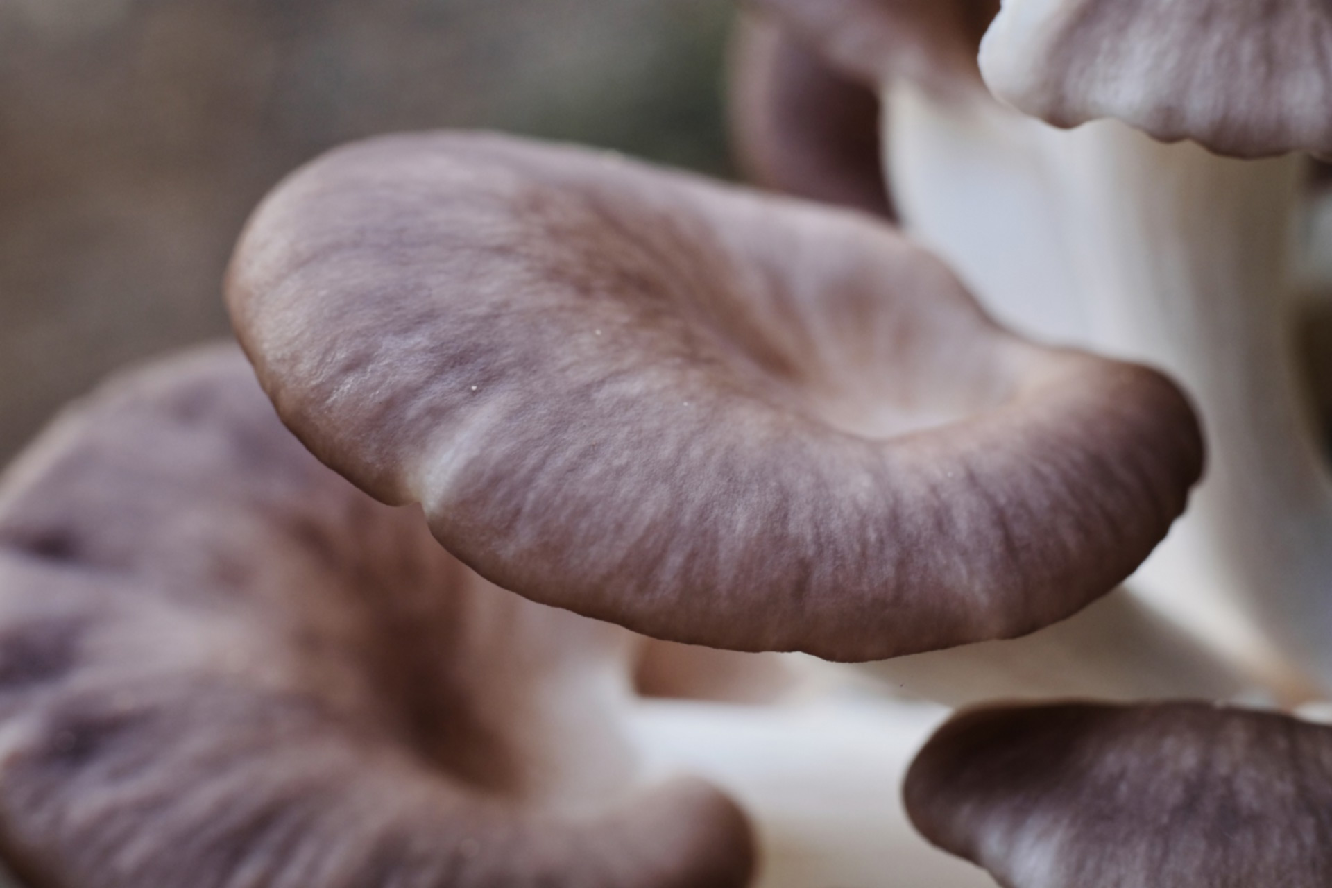 blue-oyster-mushrooms