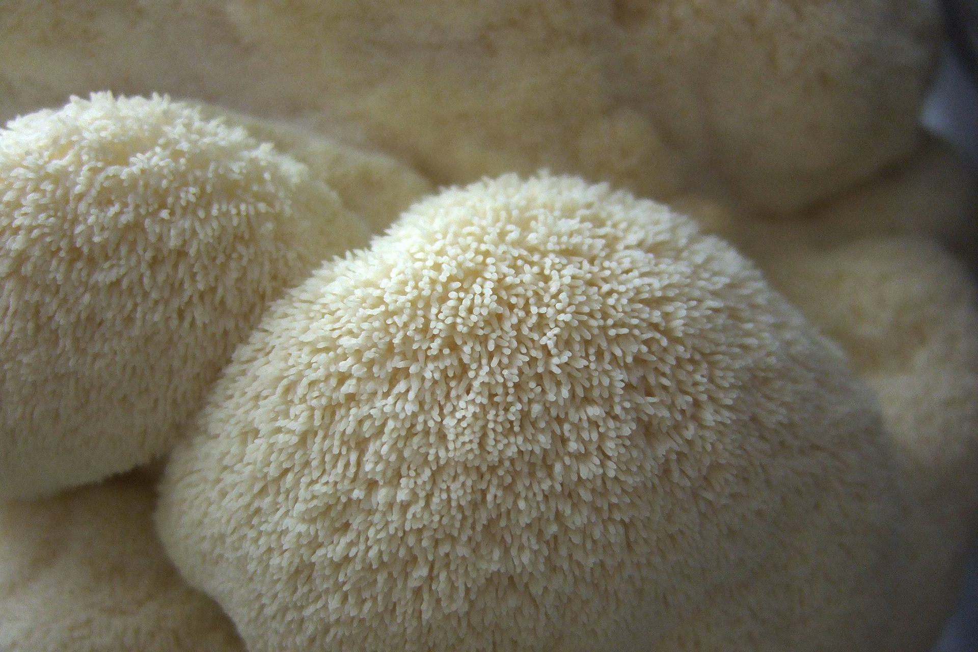 chefs-mushrooms-lions-mane
