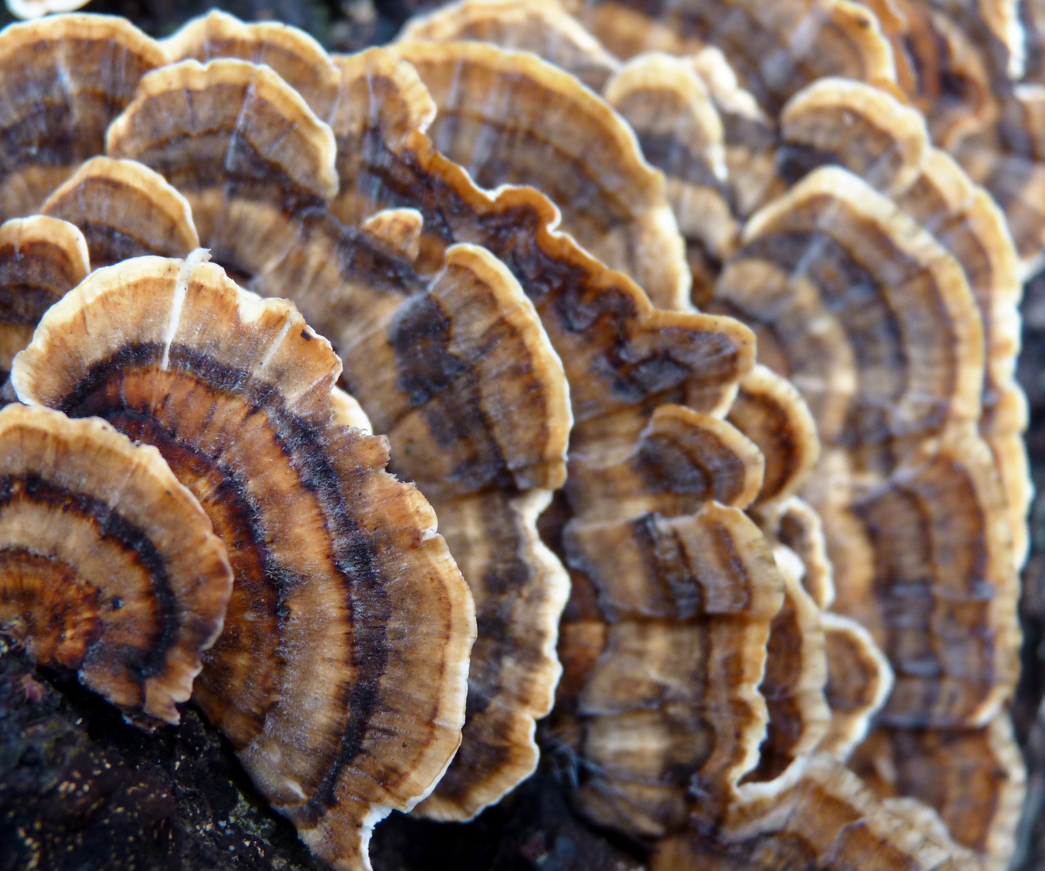 chefs-mushrooms-turkey-tail