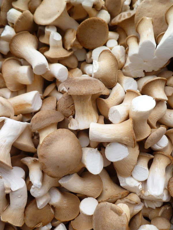 chefs-mushrooms-king-oyster-4