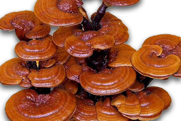 chefs-mushrooms-reishi