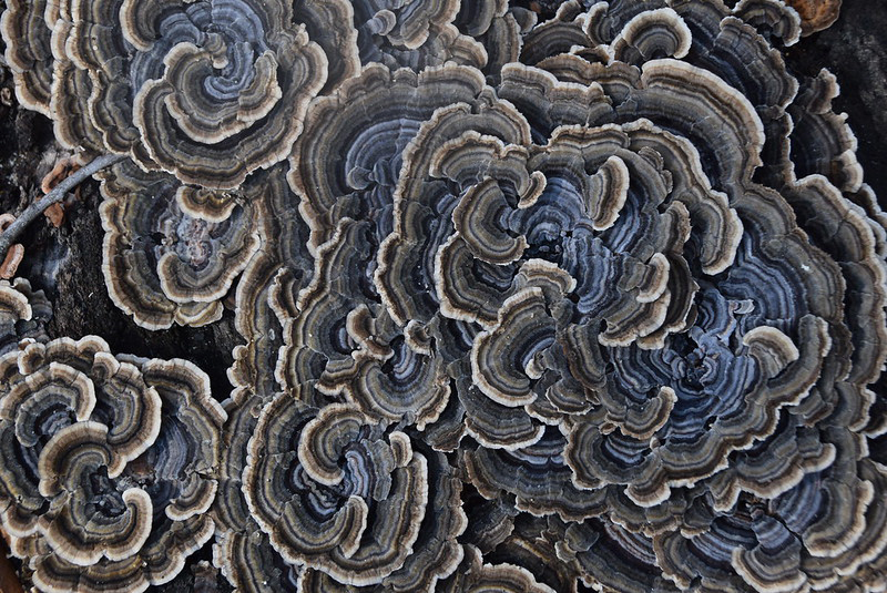 chefs-mushrooms-turkey-tail
